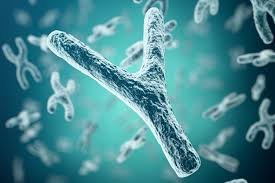 y chromosome